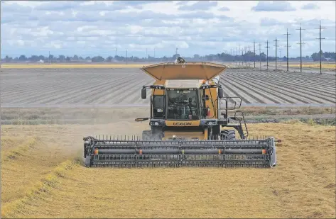  ?? COURTESY PHOTO / FRED GREAVES PHOTO ?? Rice is harvested in a Colusa County field. Reduced state acreage and record-high prices last year led to lost market share. With production back up, growers look to win back foreign buyers.