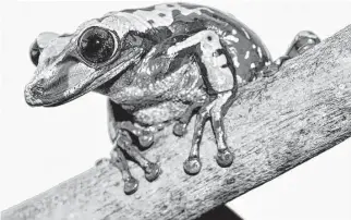  ?? Courtesy Carlos Jared / Butantan Institute ?? Aparasphen­odon brunoi (Bruno’s Casque-headed Frog), is one of the first frogs found to inject venom. A single gram of this frog’s venom, which is injected into a predator by way of bony spine on its head, can kill 80 humans. But a single sting would...