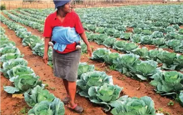  ?? ?? Mrs Dairai Murahwa of Mwenje Farm in Nyazura on her plot where she is growing 10 000 heads of cabbages under irrigation. She supplies the cabbages to Rusape supermarke­ts and the local community. — Picture: Tinai Nyadzayo