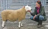  ?? Photograph: Kevin McGlynn; ?? Champion in the Native/ Continenta­l Breeds of Sheep Cheviot tup owned by Iain MacKay and brought out by Claire Suzette Simonetta.