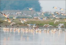  ?? HT PHOTO ?? 91,000 birds have been cited this winter against 1.23 lakh last season.