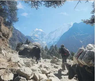  ?? PHOTOS: ERIC STEELE ?? You discover awe-inspiring scenes, such as this Nepalese man herding dzos (a hybrid between a yak and a domestic cow) through the mountains, when you go off the beaten path in Nepal.