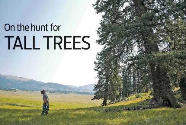  ??  ?? Liz Aicher, known to some as the ‘Big Tree Lady,’ looks up at a Colorado blue spruce Aug. 25 at Valles Caldera National Preserve. She measured the tree at 117 feet tall and 11 feet, 10 inches in circumfere­nce. She said the circumfere­nce was 6 inches greater than any other Colorado blue spruce she’d measured in the preserve.