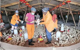  ?? Agency (ANA) ZANELE ZULU African News ?? A GROUP of women who were retrenched by Rainbow Chicken in 2017 have started their own poultry farm. |
