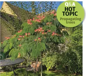  ?? ?? In summer, pink silk trees are covered in exotic-looking flowers