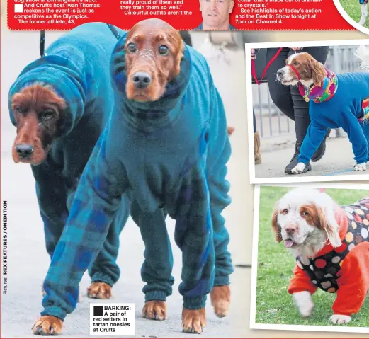  ??  ?? BARKING: A pair of red setters in tartan onesies at Crufts