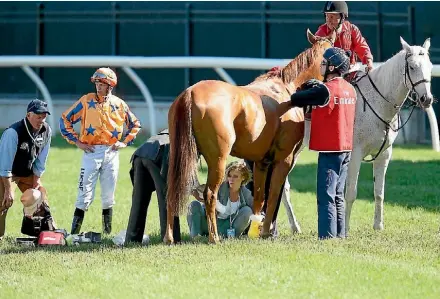  ??  ?? Gingernuts is treated at Flemington before being transferre­d to the Werribee Vet Hospital.