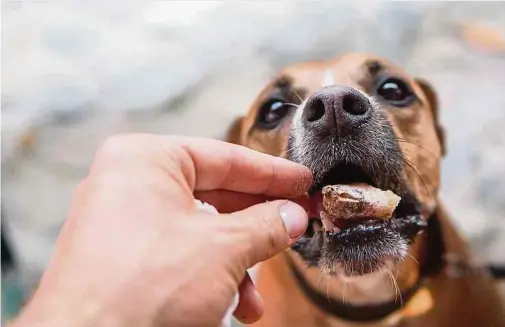  ?? ?? Kekse, Schokolade oder Süßkram fressen – das kann für Hunde gefährlich werden. Hat ein Hund Schokolade genascht, sollten Halter beobachten, ob das Tier Vergiftung­serscheinu­ngen zeigt.
