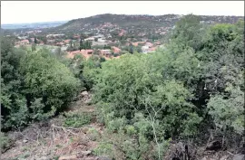  ?? PICTURE: BHEKIKHAYA MABASO ?? INVASION: A Bassonia resident is angry and frustrated that City Parks is not removing the Australian black wattle growing wild outside his property.