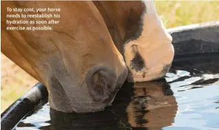  ??  ?? To stay cool, your horse needs to reestablis­h his hydration as soon after exercise as possible.