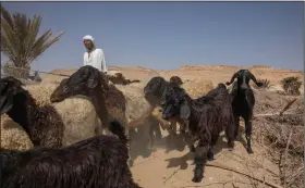  ?? (AP/Nariman El-Mofty) ?? Farmer and shepherd Abu Mazen walks his sheep in early August after they grazed on dry land that was once fertile and green in Second Village, Qouta town, Fayoum, Egypt.