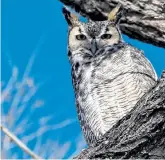  ?? Photos by Audrey Hannifin, Special to The Denver Post ?? Left: White-crowned sparrow seen in Cherry Creek State Park. Center: Great horned owl seen at Rocky Mountain Arsenal National Wildlife Refuge. Right: Juvenile bald eagle seen in December at Rocky Mountain Arsenal National Wildlife Refuge.