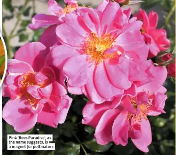  ??  ?? Pink 'Bees Paradise', as the name suggests, is a magnet for pollinator­s