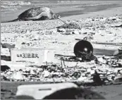  ?? CALEB JONES/AP ?? Plastic, pollution and death litter Midway Atoll, a haven for wildlife, as a green sea turtle rests on a beach Oct. 15.