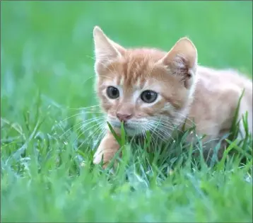  ??  ?? Cats have a strong instinct to hunt, even as kittens.