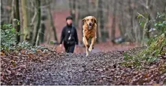  ??  ?? Hunde dürfen auch im „normalen“Wald ohne Leine laufen – allerdings die befestigte­n Wege dabei nicht verlassen.