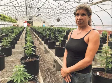  ?? Jordan Fenster / Hearst Connecticu­t Media ?? Becky Goetsch, owner of Killingwor­th’s Running Brook Hemp, is applying to become a micro-cultivator of recreation­al marijuana. She already grows marijuana plants heavy with CBD.