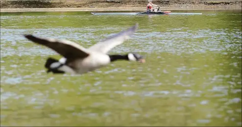  ?? Hearst Connecticu­t Media file photo ?? Melissa Makris, of Westport, rows past Riverside Park in 2014 as she races a goose along the Saugatuck River in Westport.