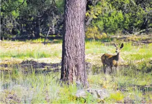  ??  ?? A deer grazes in an area treated by the Kirtland Air Force Base Wildland Support Module in the Manzano Mountains.
