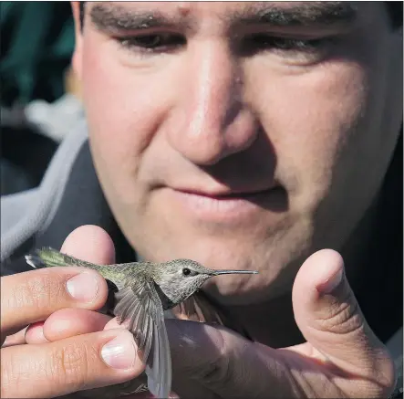  ?? JENELLE SCHNEIDER/PNG ?? Devin Manky, wildlife manager at Grouse Mountain, releases a hummingbir­d Tuesday after it was banded. A hummingbir­d will sit still in your hand even when it’s free to fly away.