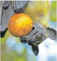  ?? FOTO: CHRISTIAN ZIEGLER/ MAX PLANCK INSTITUT RADOLFZELL ?? Die Zuckerpfla­umen der Uapacakirk­iana-Bäume schmecken PalmenFlug­hunden sehr.