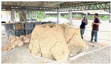  ??  ?? Relic: Visitors looking at an ancient clay furnace (relau), believed to have been made between 5AD and 10AD, in the compound of a kampung house in Kampung Chemara, Jeniang and relocated to the Sungai Batu Archaeolog­ical Site at Lembah Bujang, Kedah.