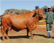  ??  ?? RIGHT:Pronk Anika TK 12 01, Senior and Grand Champion Afrikaner Cow on Show, with Kissmore Mutandavar­i (handler). Owned by Dr Pieter de Kock, Pronk Afrikaner Stud, Thabazimbi.