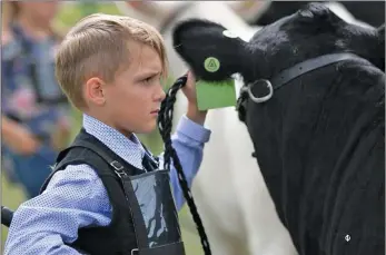  ?? Photo by Golden Thread Livestock Images ?? Hayes shows a calf at a recent show.