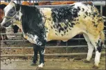  ?? Photograph: Kevin McGlynn ?? Champion calf at the sale Oban was a Belgian Blue Limoussin cross from Douglas MacDonald Tyree, Benderloch, selling for £1,200.