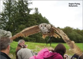  ??  ?? Eagles Flying, Ballymote.