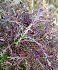  ?? SHERYN DEAN / NZ GARDENER ?? Red mizuna adds lovely colour to a salad.