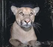  ?? National Park Service ?? THE MALE mountain lion known as P-61 crossed the 405 Freeway in the Sepulveda Pass on July 19.