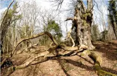  ??  ?? The contorted branches of an old oak at Cwm Byddog Nature Reserve, a haven for a variety of birds and mammals.