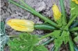  ?? Foto: Soeren Stache, dpa ?? Schmecken nussig: Die Blüten der Zucchini.