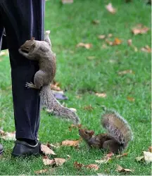  ??  ?? LEFT: Squirrels have been responsibl­e for everything from common assault to sabotage and cybercrime.