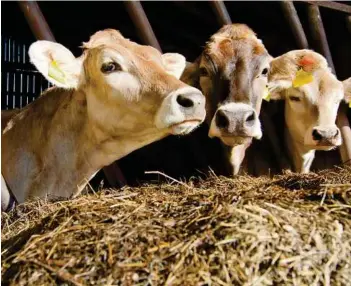  ??  ?? Eineinhalb so viel Kalbund Rindfleisc­h, wie wir essen können, produziere­n unsere Landwirte. Der Druck auf die Bauern aber steigt