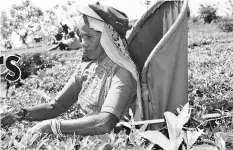  ?? — IPS photos ?? A tea picker in the Bearwell tea estate of Sri Lanka, which has adopted sustainabl­e land management along its supply chain.