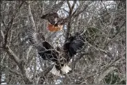  ?? Courtesy photo/ELLYN PROCTOR ?? A bald eagle spreads its wings and screams during a tussle with a hawk at Beaver Lake. Ellyn Proctor took the picture in mid February on a Hobbs State Park-Conservati­on Area eagle watch cruise.