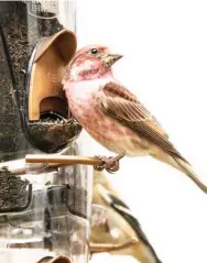  ??  ?? A purple finch visits a thistle seed feeder during winter. (Photo by Bill Stripling, MSU Extension, for Starkville Daily News)