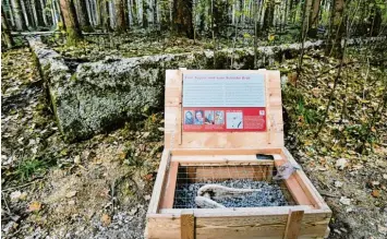 ?? Foto: Marcus Merk ?? Lebendiger Geschichts­unterricht mitten im Wald. Bei Zusmarshau­sen gibt es jetzt einen Gedenkweg zum Waldwerk Kuno und dem KZ Burgau.