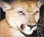  ?? National Park Ser vi ce ?? MOUNTAIN LION P- 89 seen in 2021. He was found dead along the 101 Freeway in Woodland Hills in July.