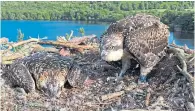  ?? ?? READY TO FLY: The osprey chicks at Loch of the Lowes have been ringed to allow rangers to monitor them from distance. Pictures by Keith Brockie.