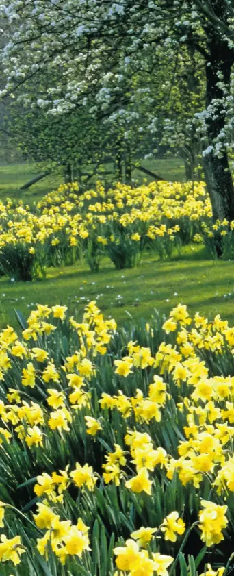  ??  ?? A picture of spring: a swathe of daffodils naturalise­d in grass beneath the boughs of a tree in blossom.