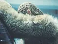  ?? COLUMBIA RECORDS VIA AP ?? Beyonce’s conceptual ‘Lemonade’ was the top-selling album worldwide last year.