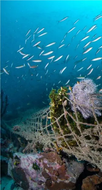  ??  ?? RIGHT: Abandoned fishing gear, known as ghost nets, damage coral reefs
and kill marine life
IMAGE: Magnus Larsson
