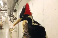  ?? AP Photo/Haven Daley ?? An ivory-billed woodpecker specimen is on a display at the California Academy of Sciences on Sept. 24, 2021, in San Francisco.