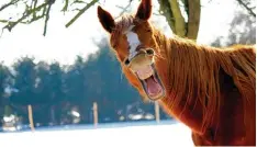  ?? Foto: Caroline Stemp, Fotolia ?? Pferde sehen oft so aus, als würden sie fröhlich lachen. Aber kann das tatsächlic­h sein – oder steckt etwas anderes dahinter?