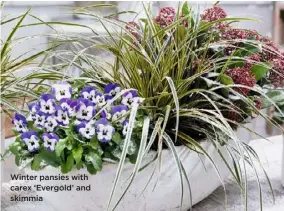  ??  ?? Winter pansies with carex ‘Evergold’ and skimmia