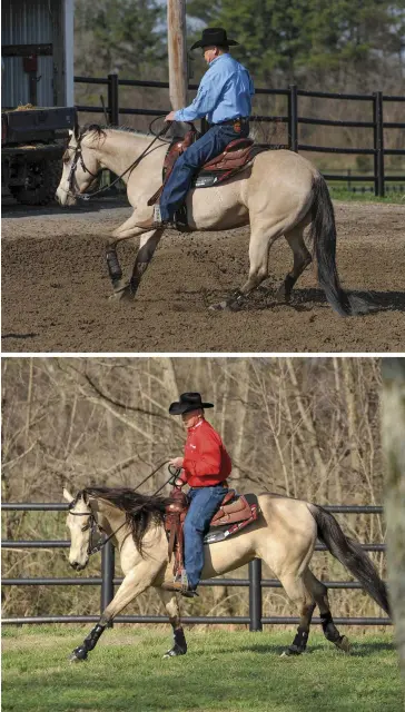  ??  ?? TOP: As stopping practice continues, advance to asking your horse to stop in a frame, which gives him the best chance to stop smoothly, correctly, and obediently. BOTTOM: Though good-stop training begins at a walk, eventually add speed to challenge...