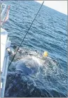  ?? PHOTO CREDIT: CANADIAN WHALE INSTITUTE/ NEW ENGLAND AQUARIUM ?? Attempting to free a right whale from fishing gear in 2017.